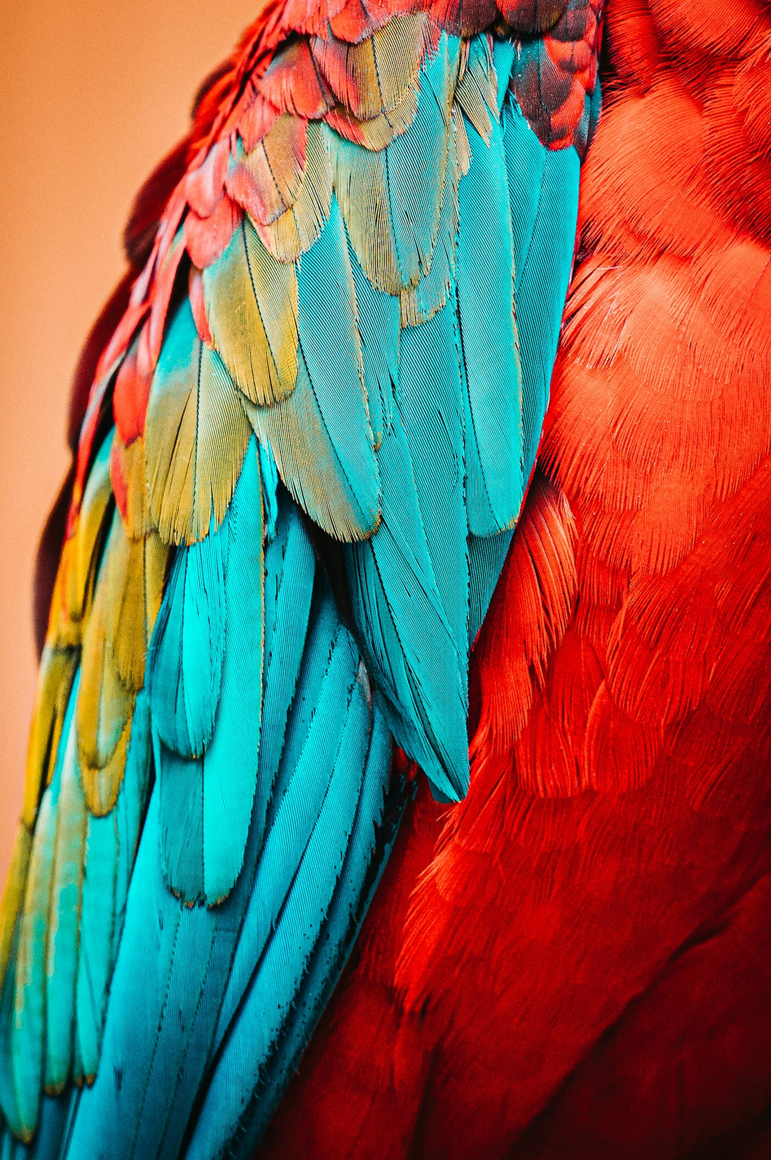 red blue and green bird